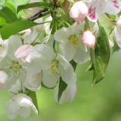 Apple blossoms on branches