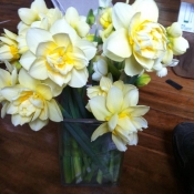 Manly daffodill