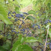 blueberry muffin virburnum