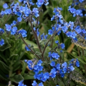 chinese forget me not