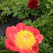 coral & gold peony