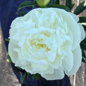 gardenia peony